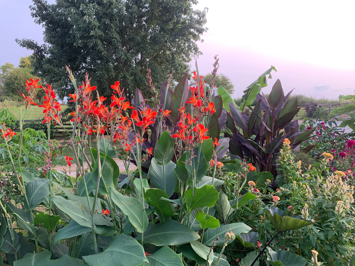 Canna 'Flaming Kabobs'