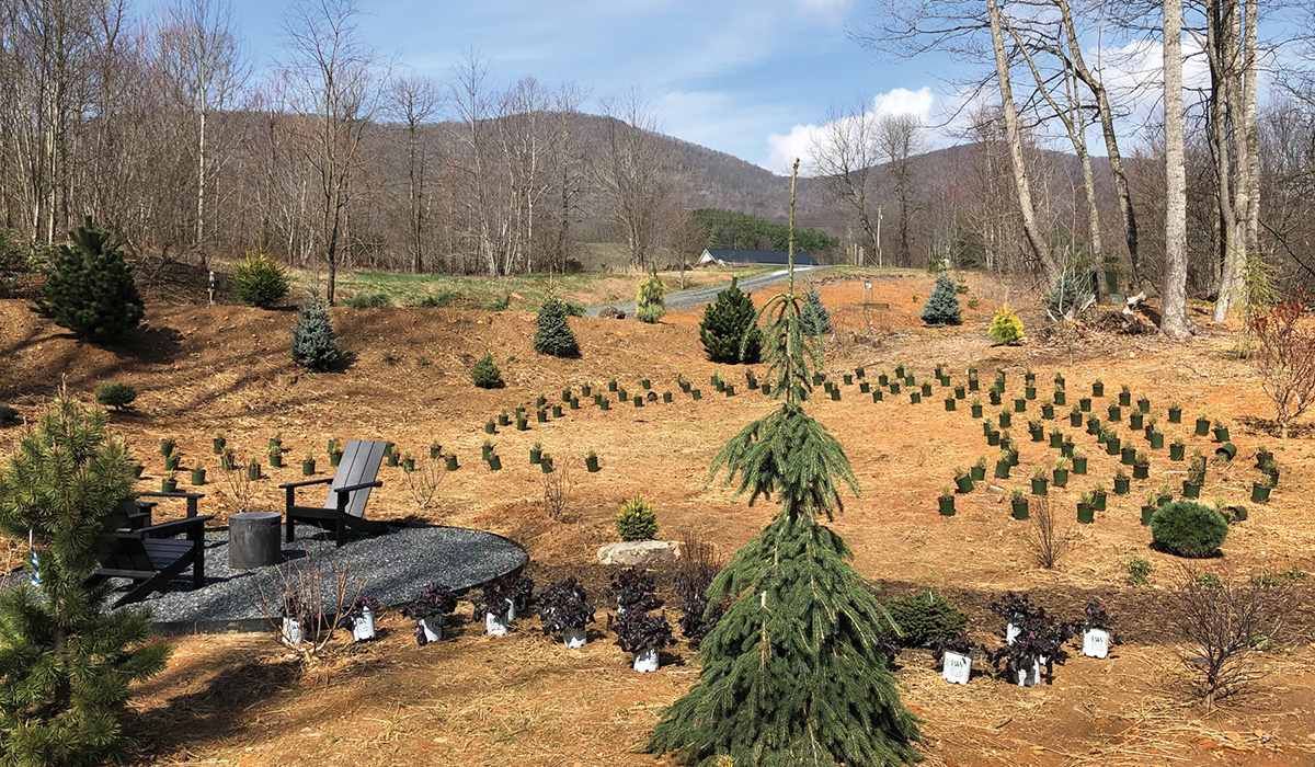 meadow gardening during beginning planting phase with potted plants placed around evergreen trees