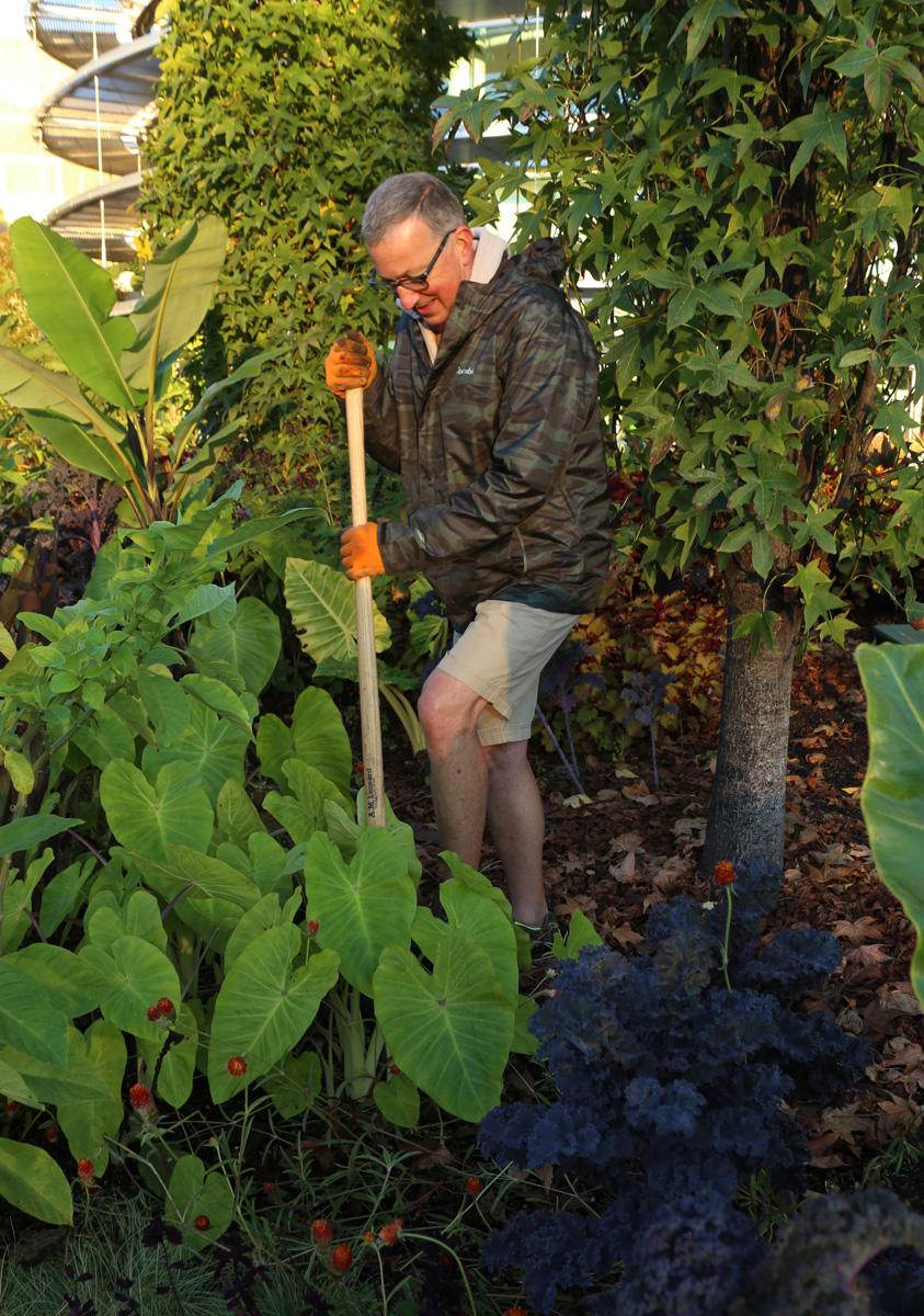 digging tropical plants