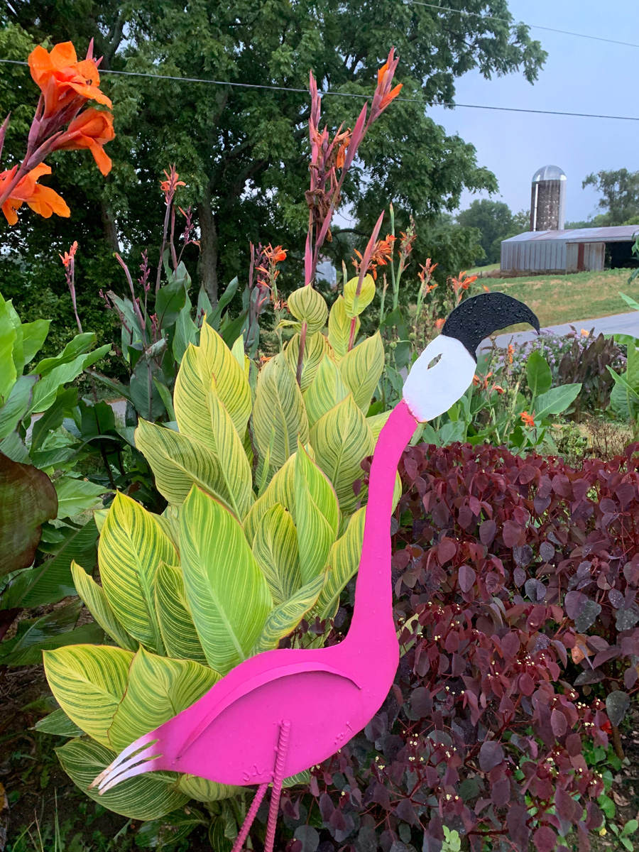 Canna 'Pretoria'