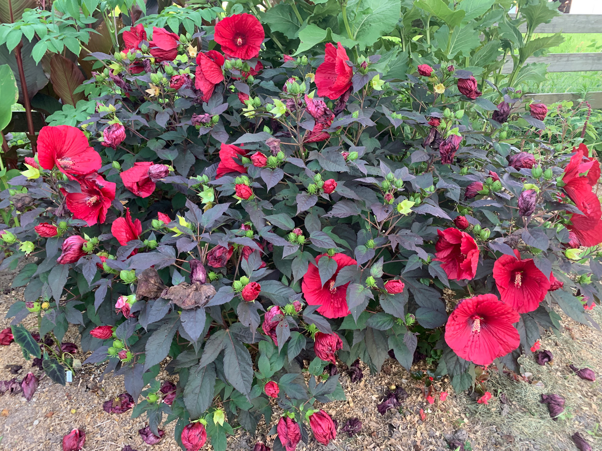 ‘Holy Grail’ hardy hibiscus