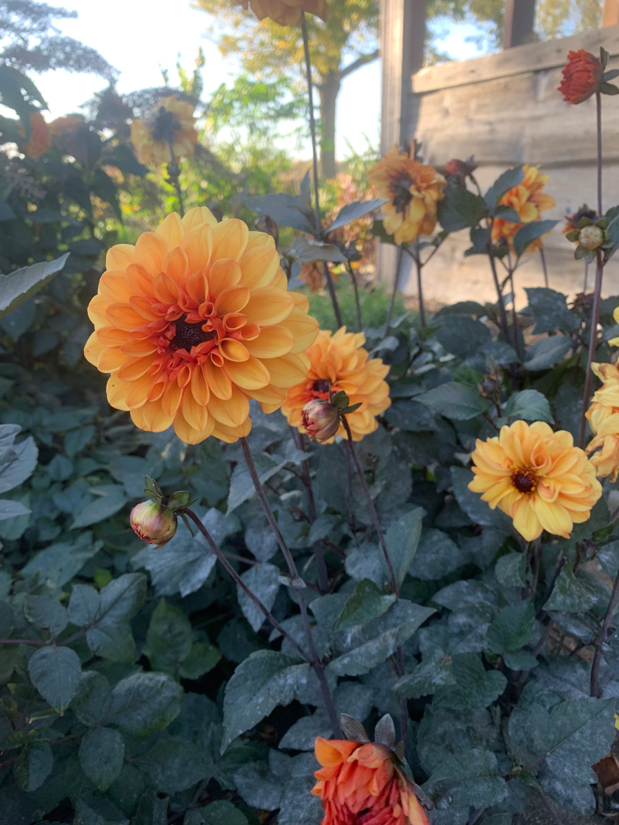 ‘David Howard’ dahlia