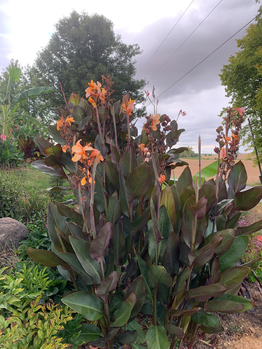 ‘Day Dream’ canna