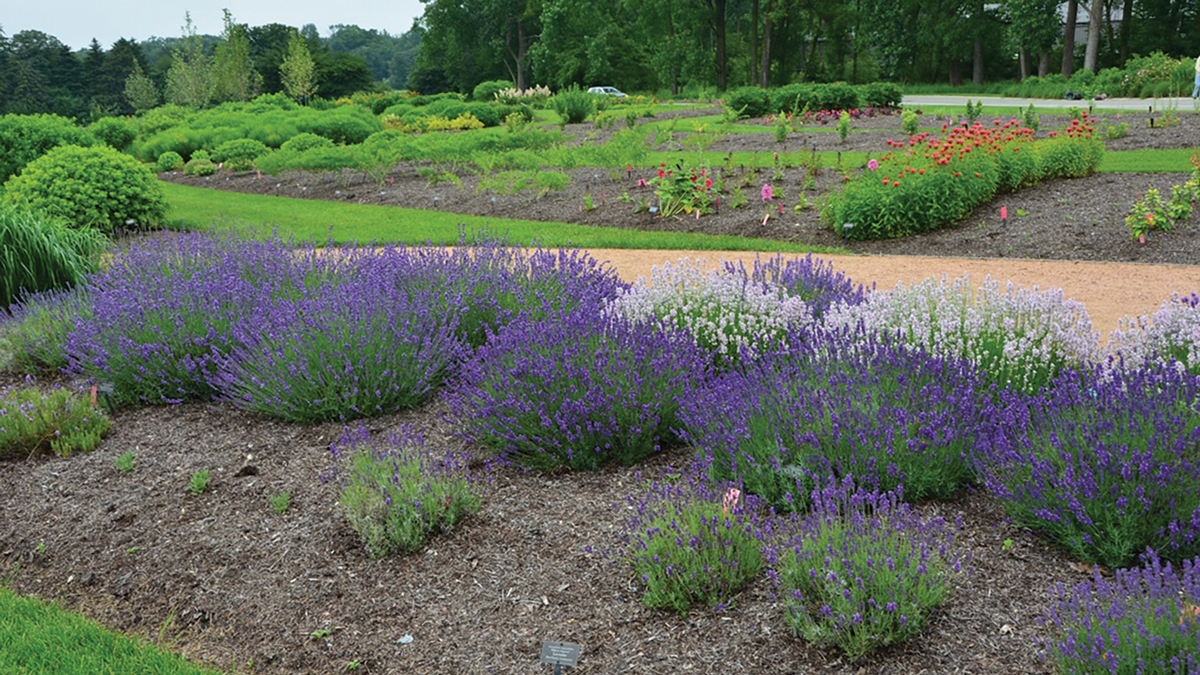 plants on trial at Chicago Botanic Garden