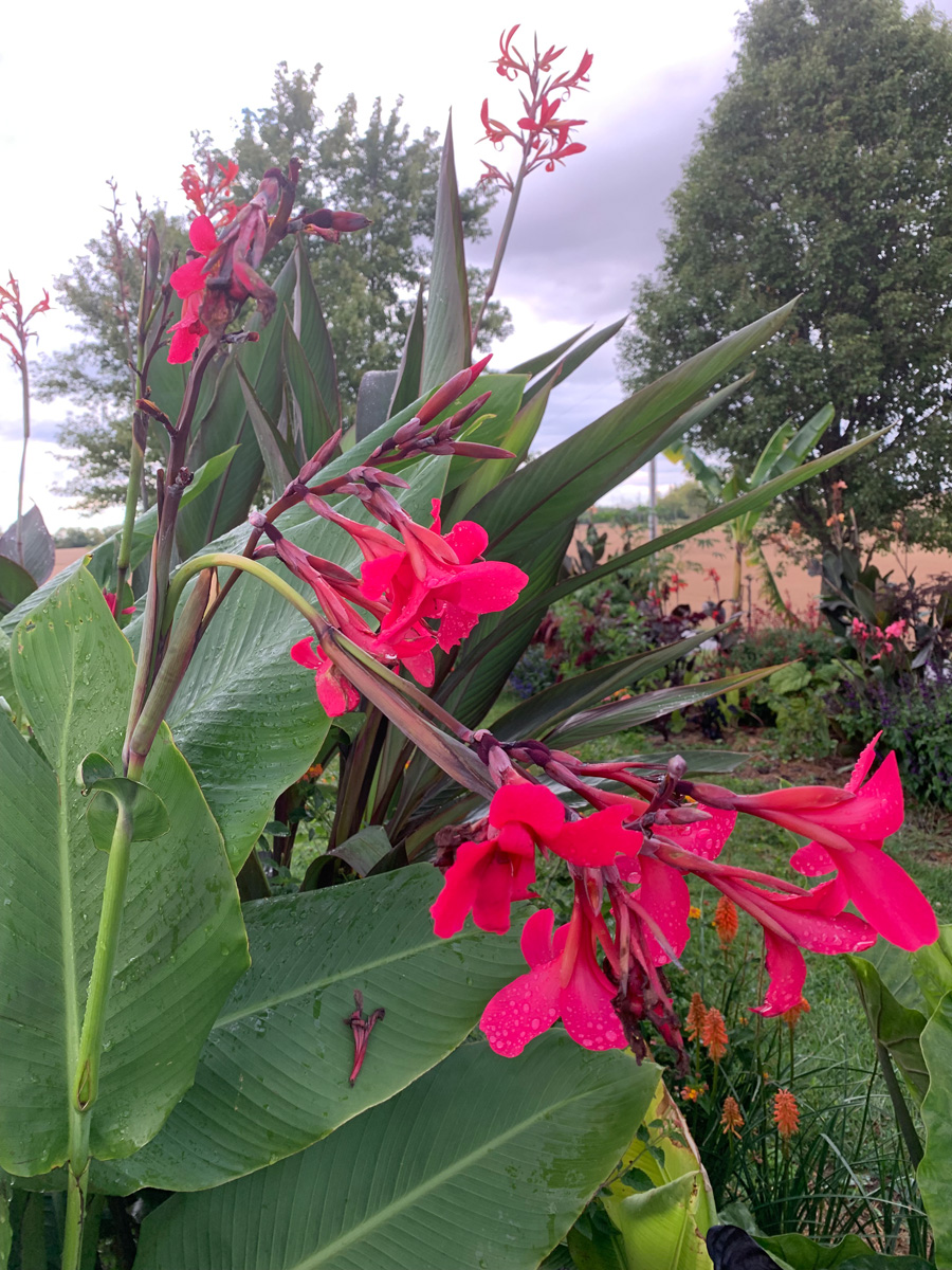 ‘Ehemanii’ canna