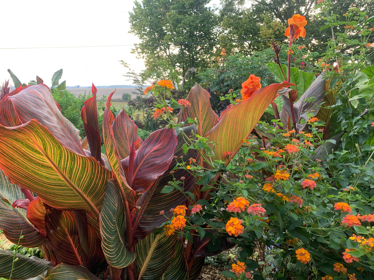 ‘Phaison’ canna