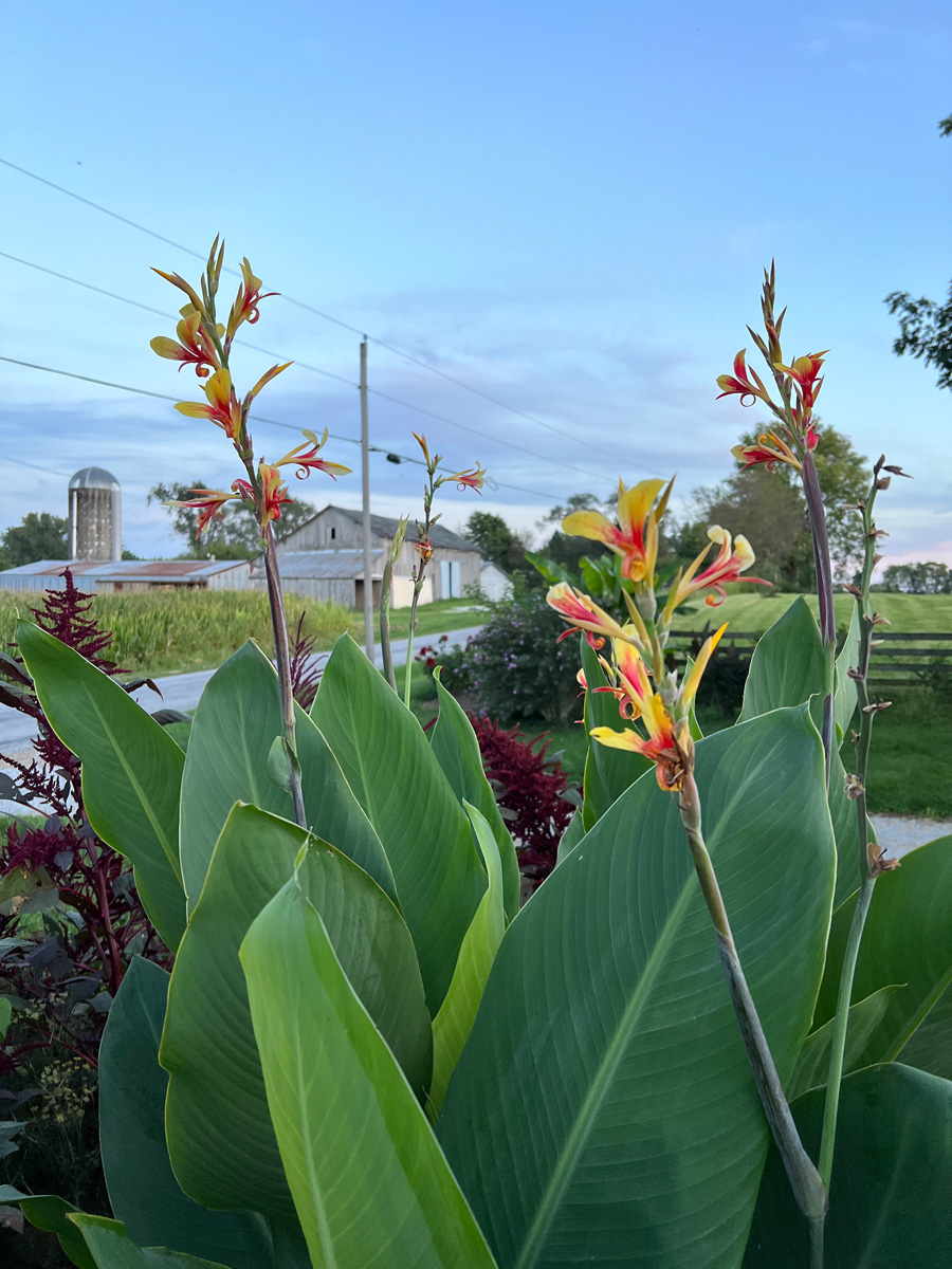 ‘Tama-Tulipa’ canna