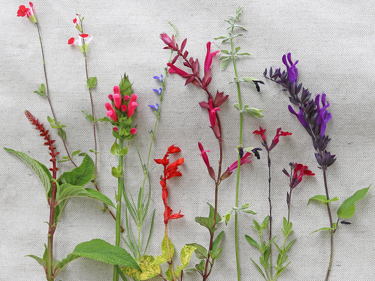 cuttings of various tender salvias