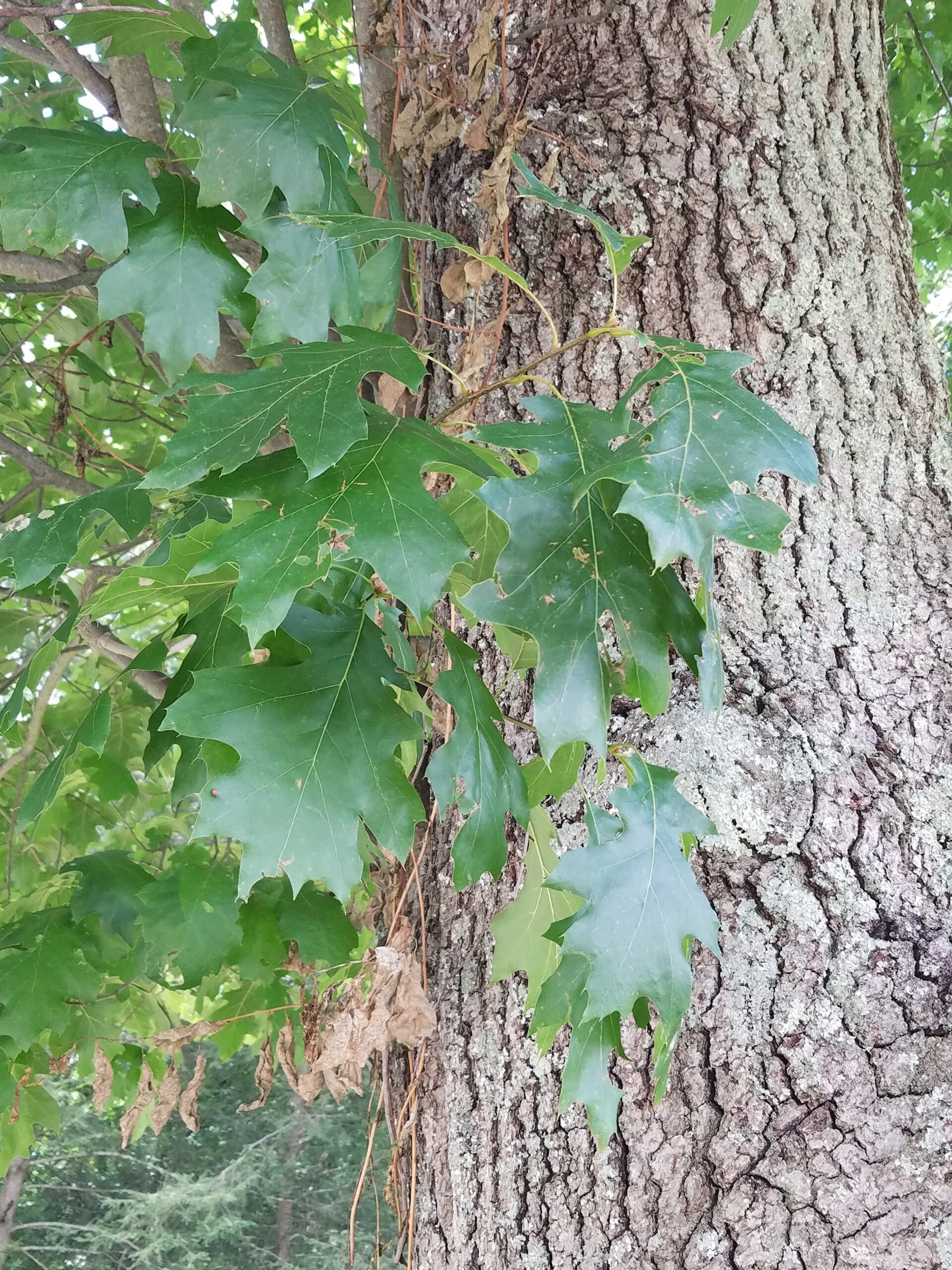 Northern red oak, a valuable host plant for many moth and butterfly species