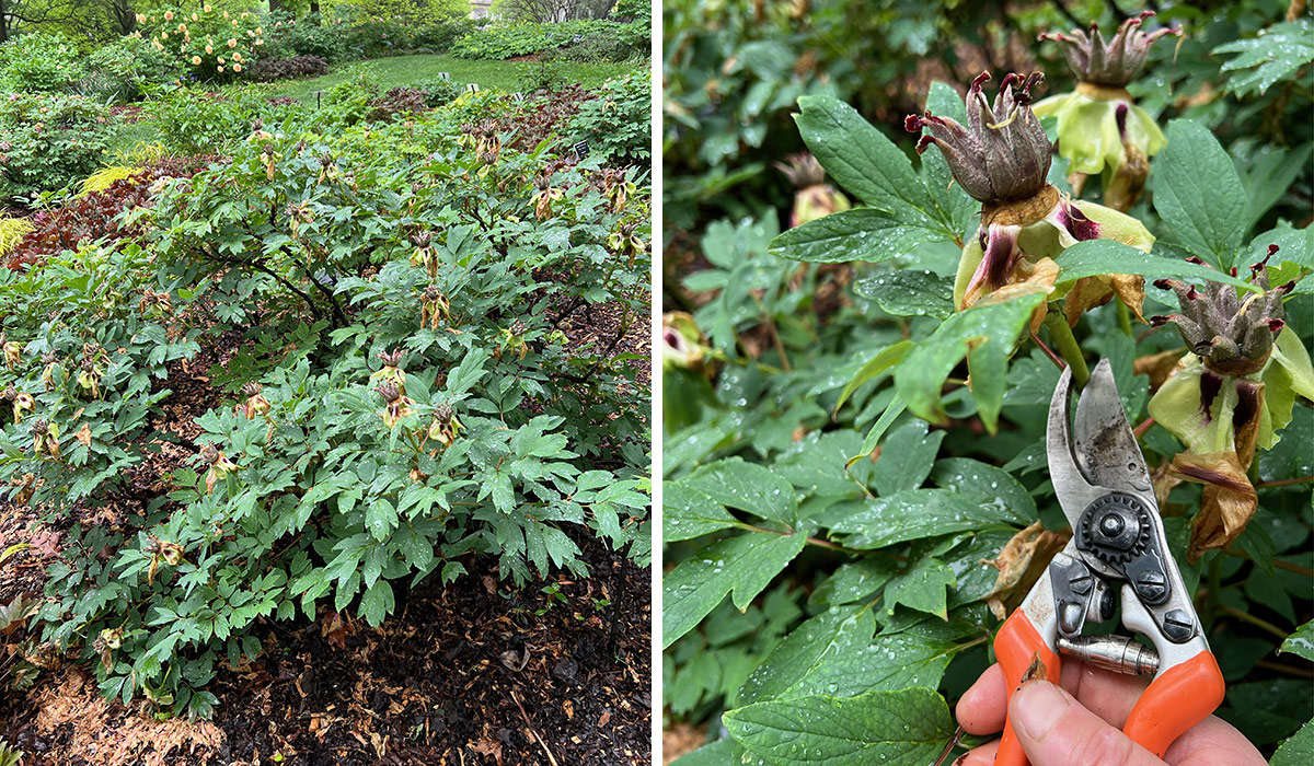 deadheading a tree peony after blooming