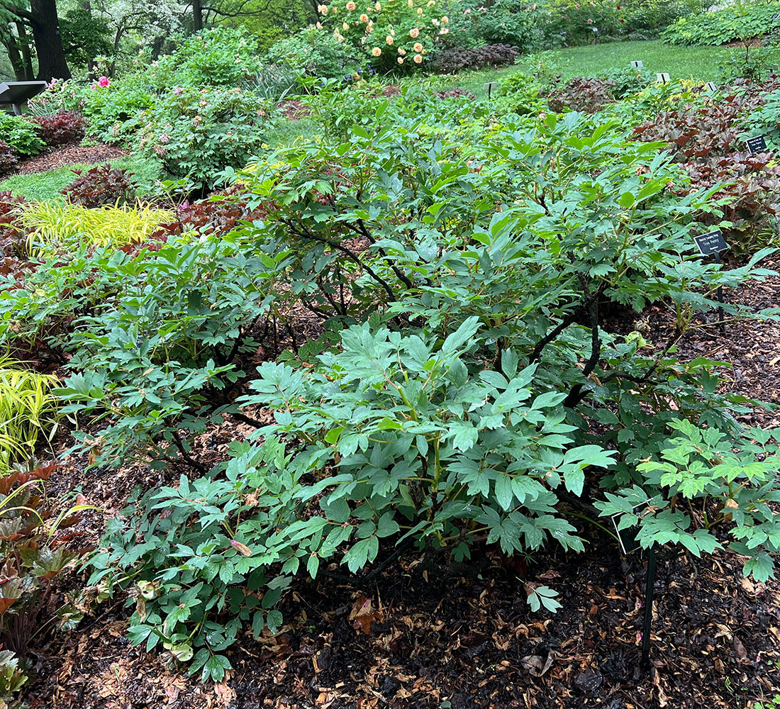 tree peony after deadheading