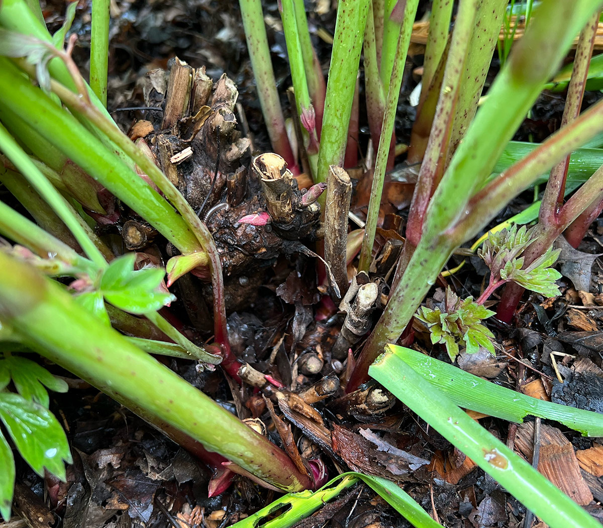 close up of intersectional peony base