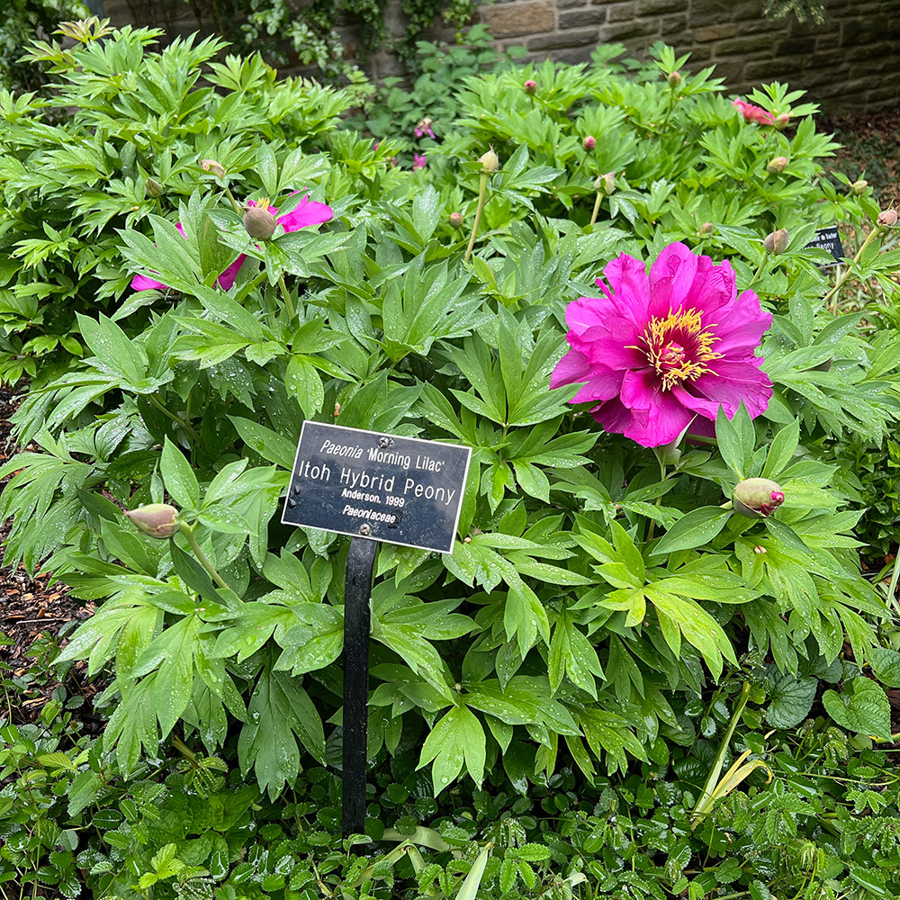 intersectional peony with regular pruning