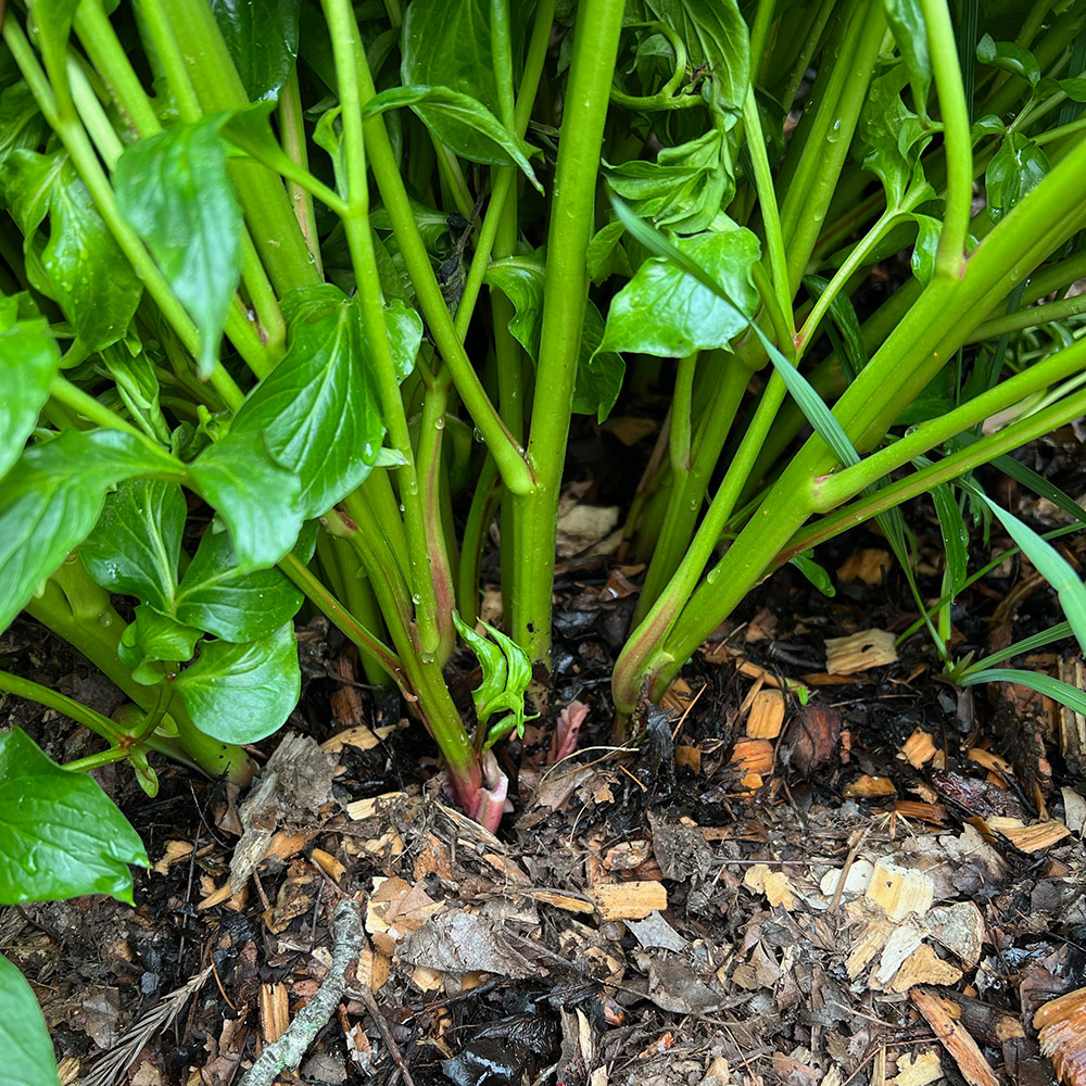 close up of herbaceous peony base