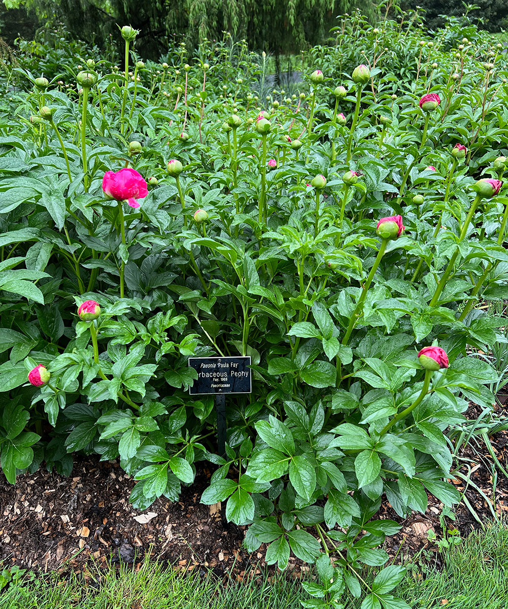 herbaceous peony just starting to bloom