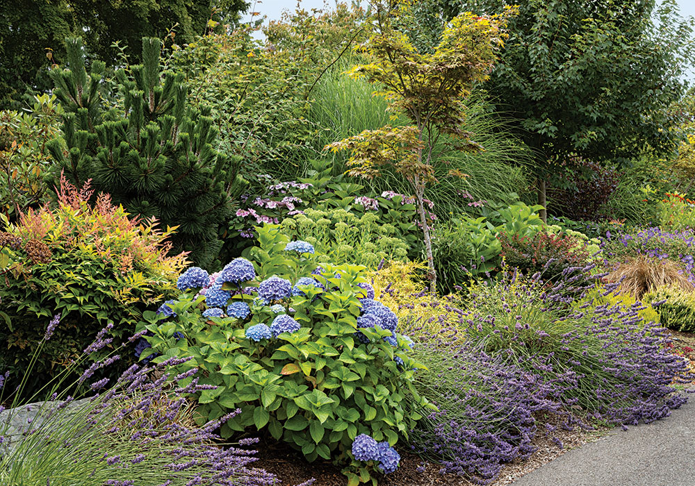 garden bed with cool colored flowers