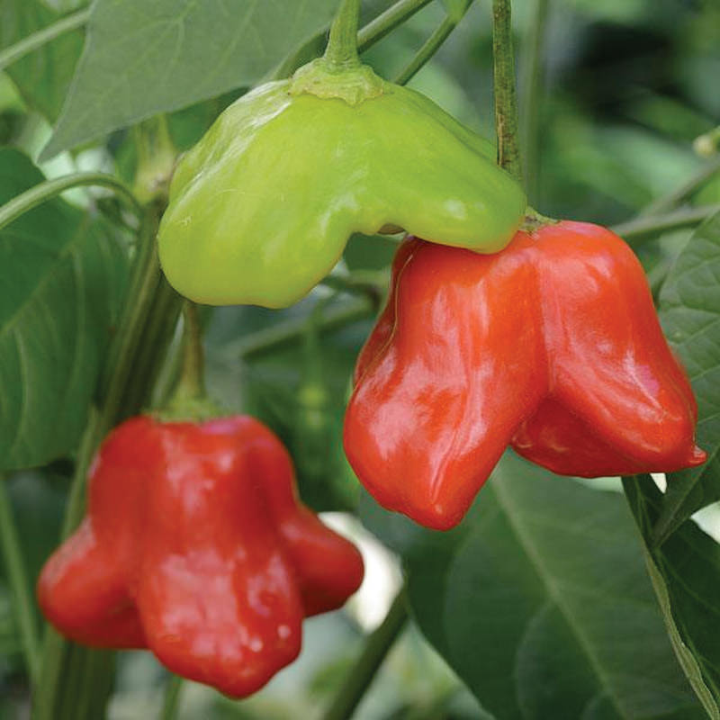 ‘Mad Hatter’ pepper (credit: New England Seed)