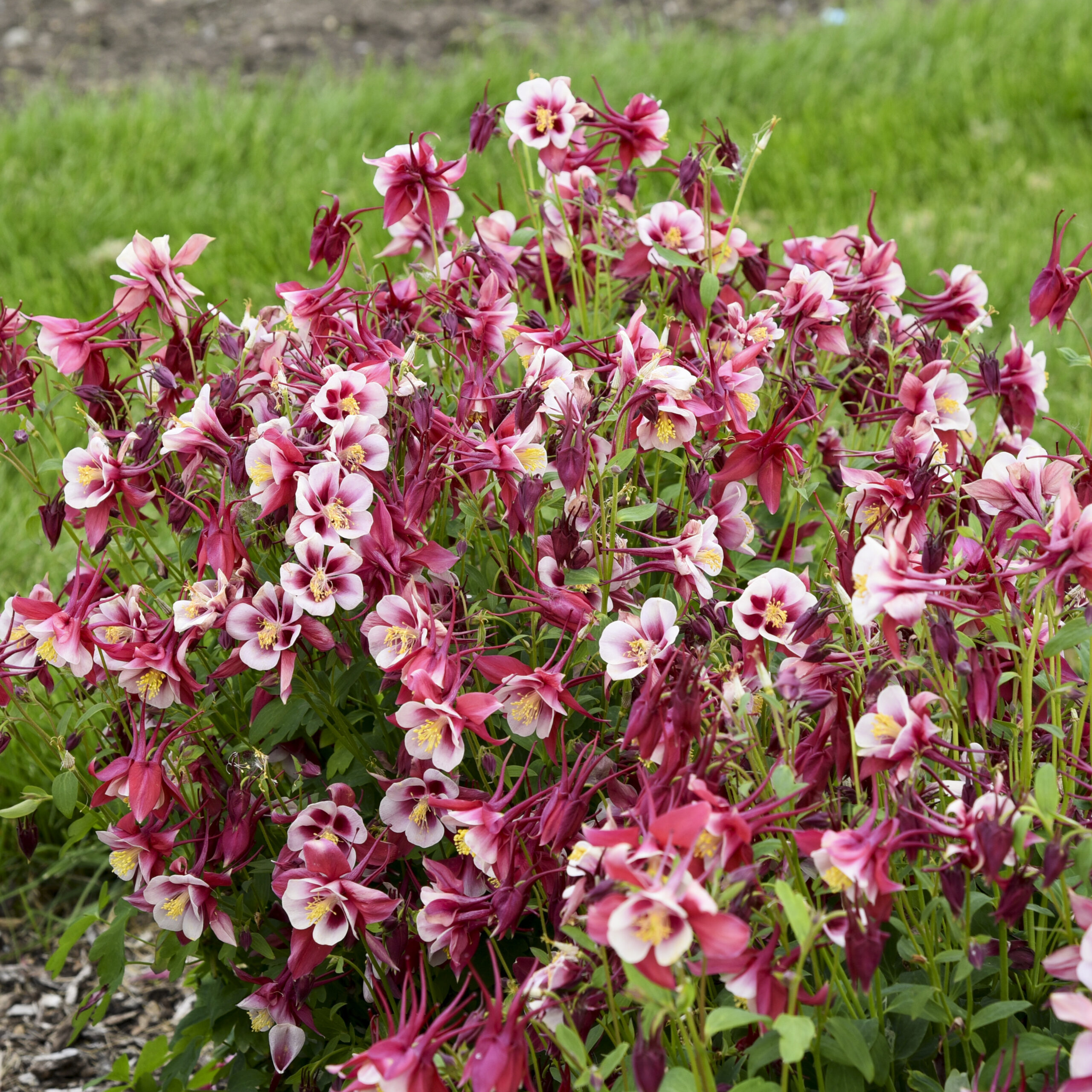Earlybird™ Red White columbine (credit: Walters Gardens, Inc.)
