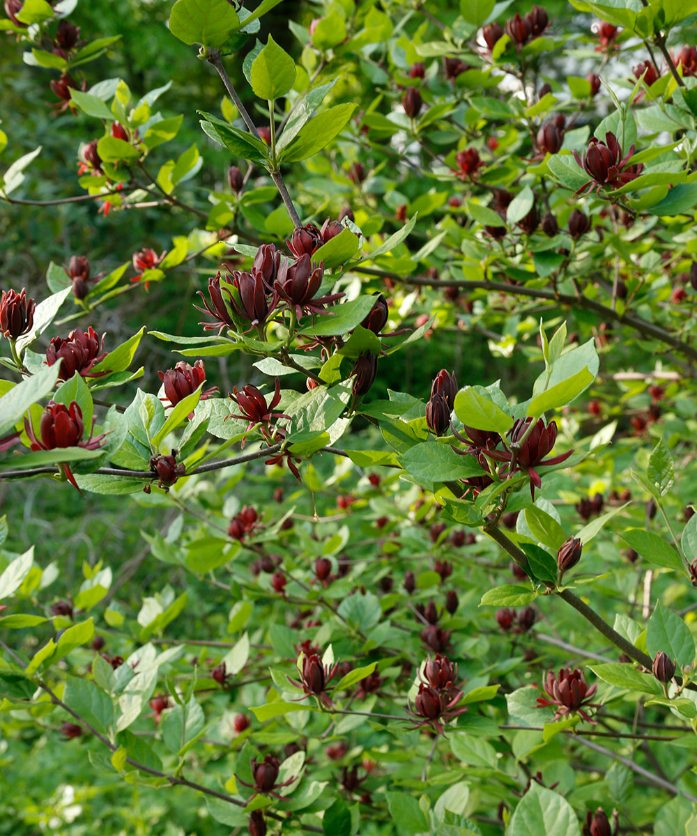 Carolina allspice in full bloom