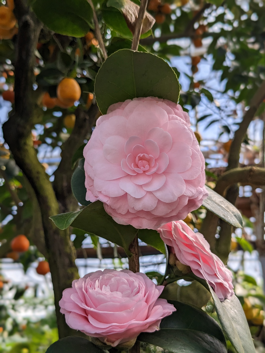 'Pink Perfection' camellia