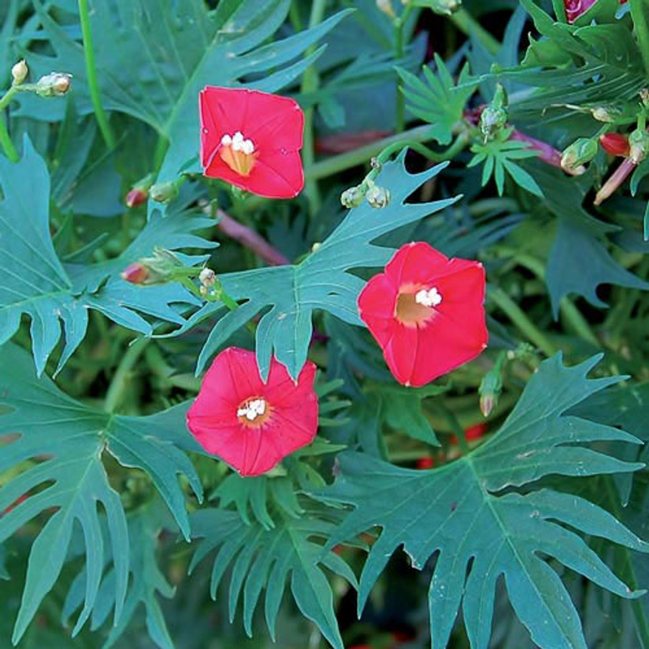 Cardinal climber (credit: Seed Savers Exchange)