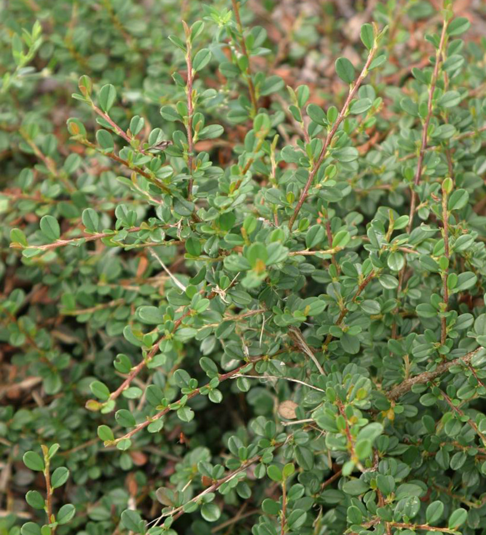 Streibs Findling bearberry cotoneaster