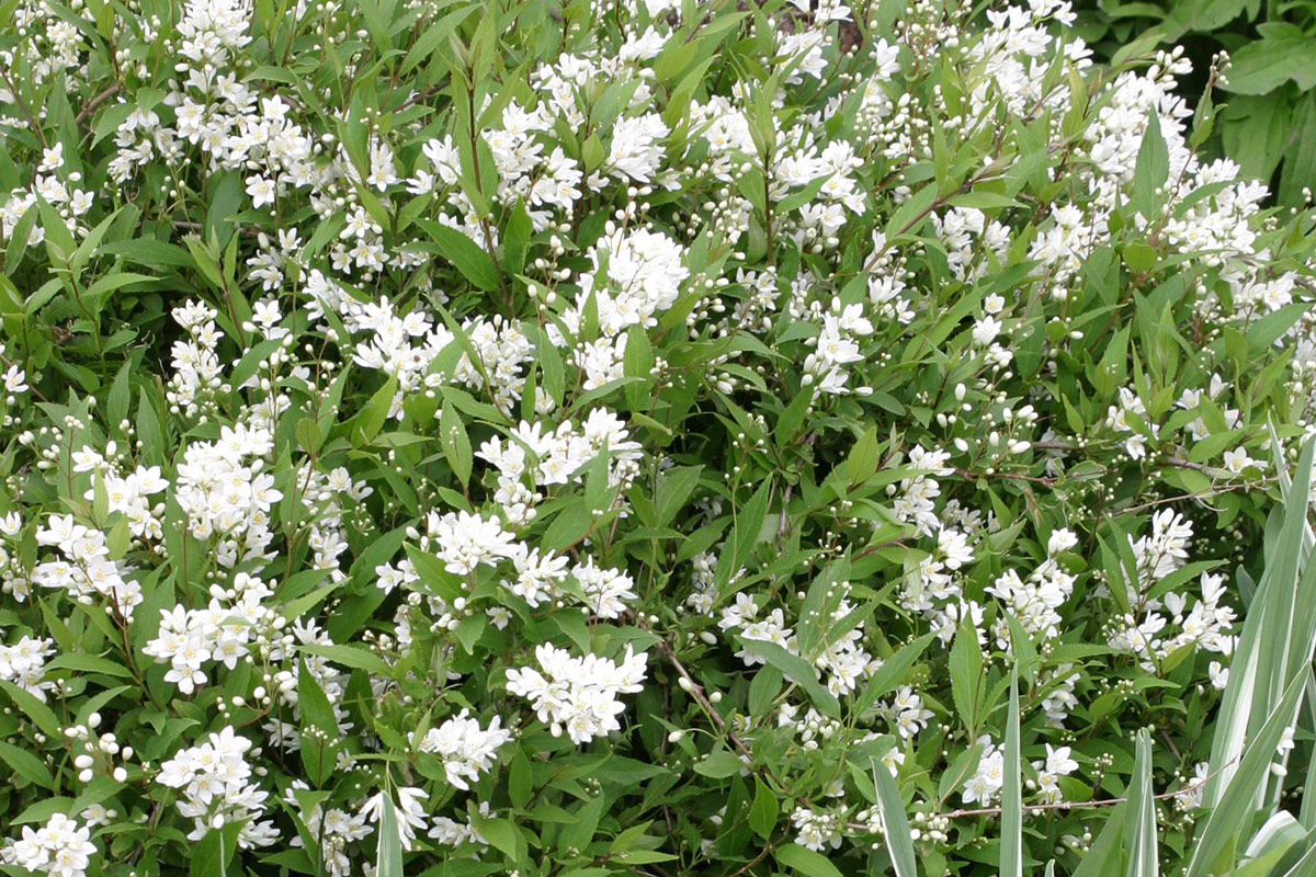 Nikko slender deutzia