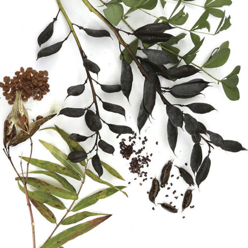 Various native perennial seeds and leaves
