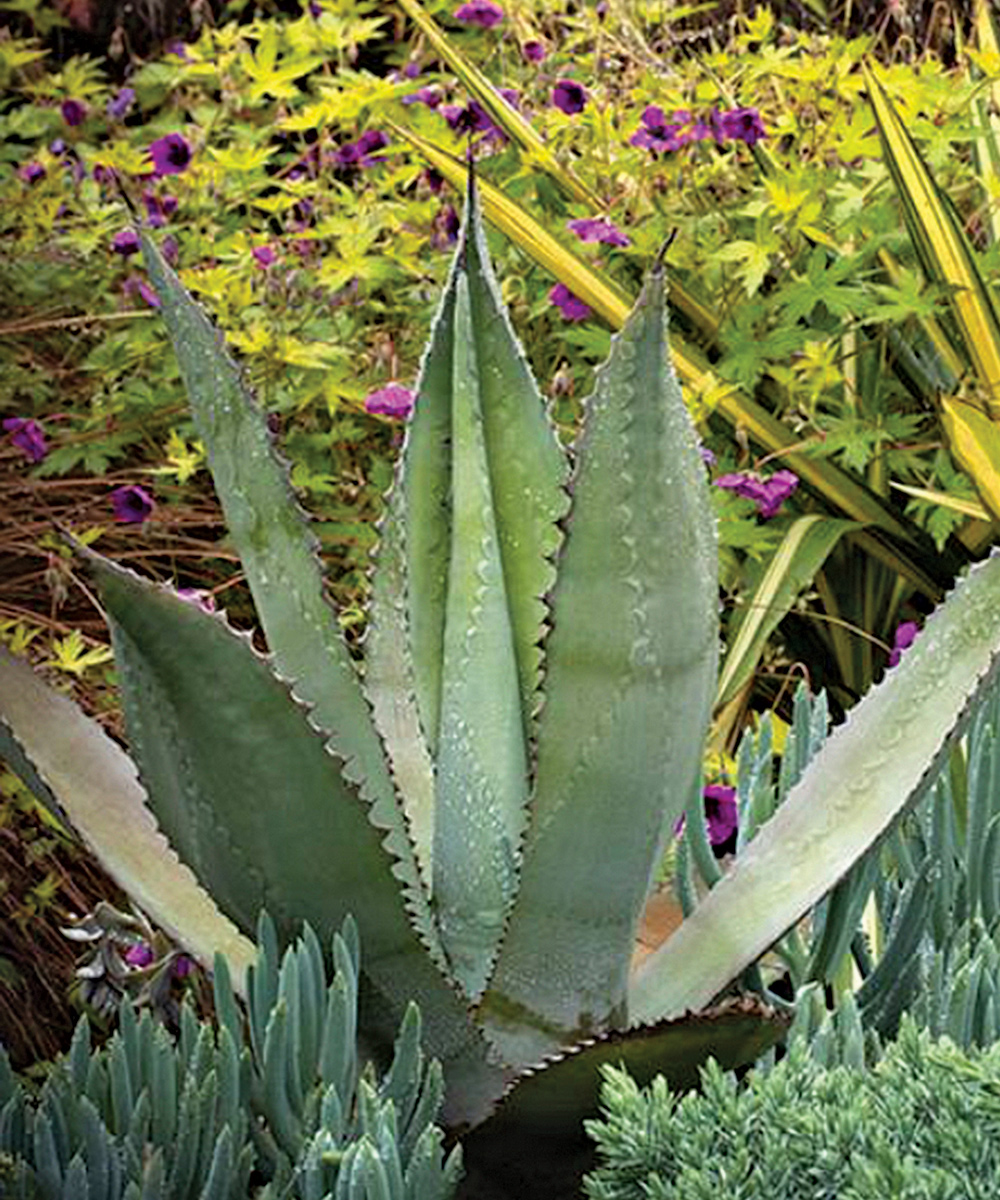 Silver Surfer agave