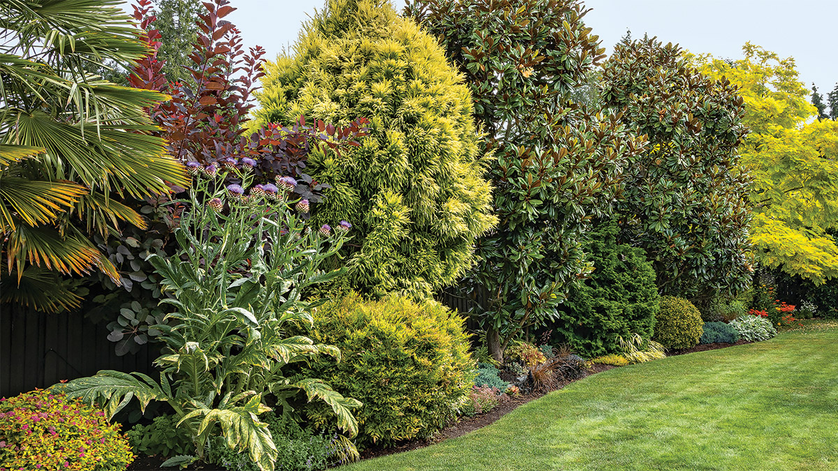 garden border with lots of evergreen plants