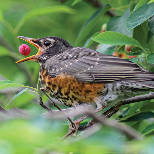 bird eating berry in a tree