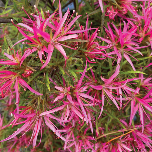 Spider azalea