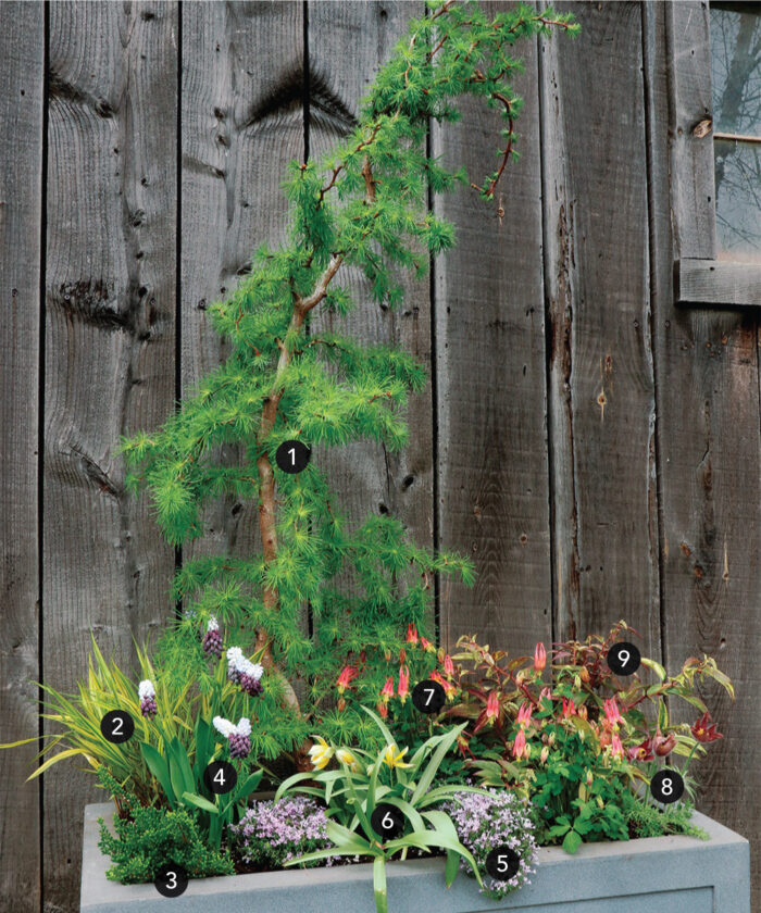 spring container with pastel colored plants