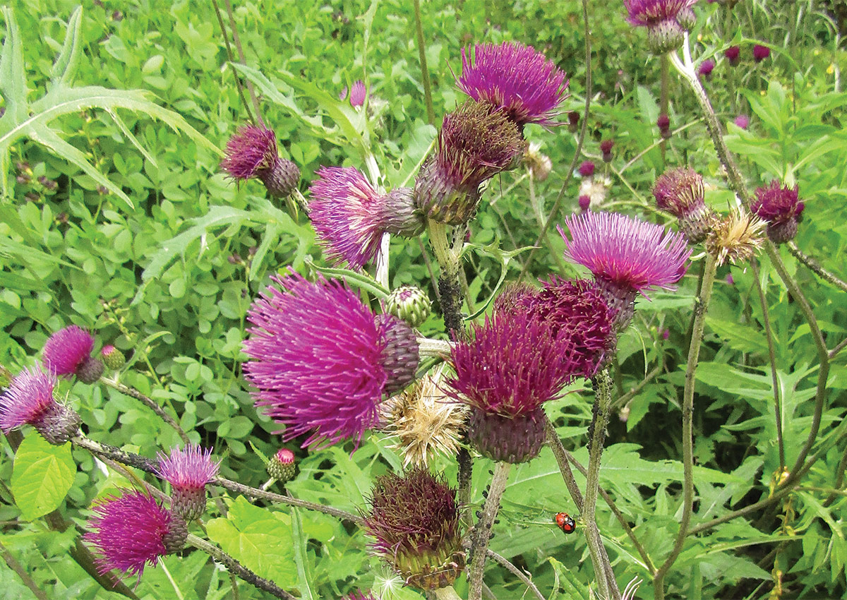 Trevors Blue Wonder thistle