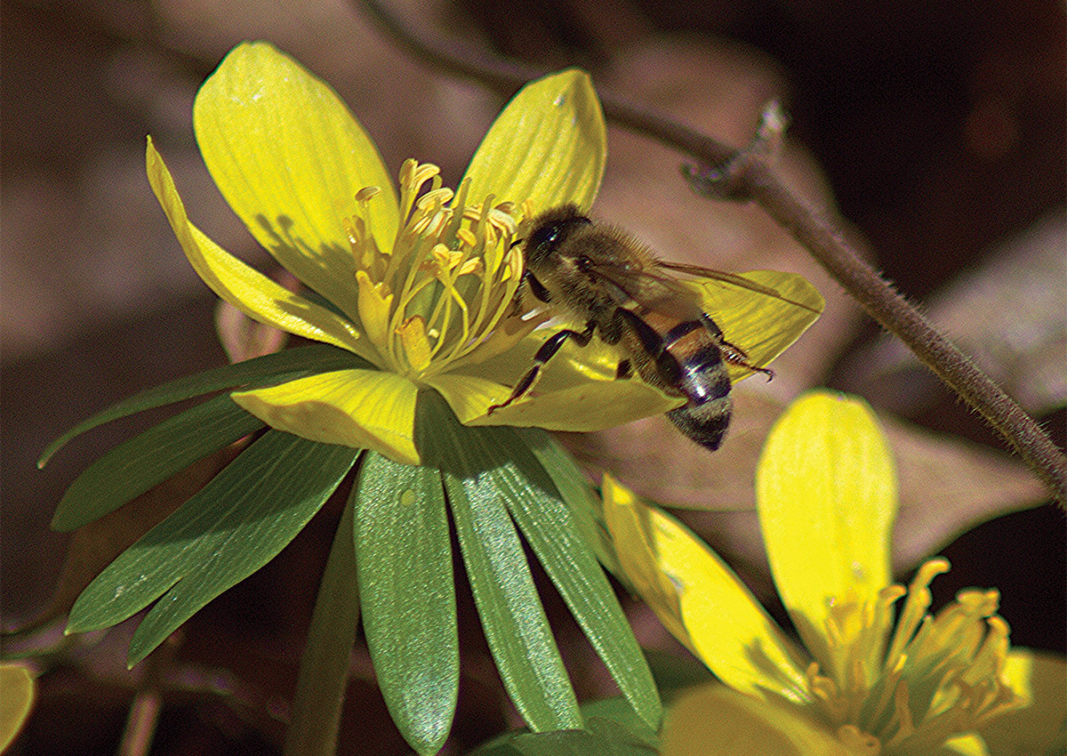 Winter aconite