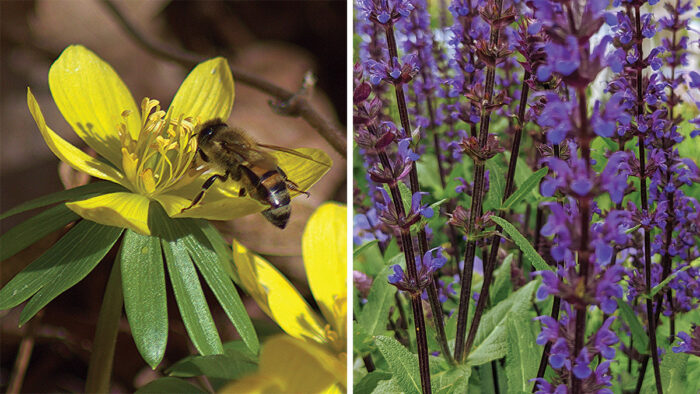 hardy pollinator plants