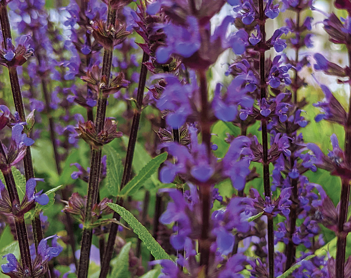 Caradonna salvia