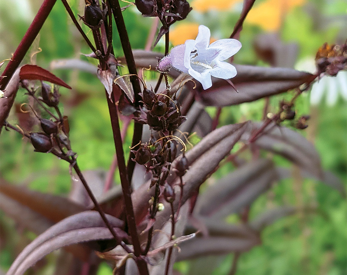 Onyx and Pearls penstemon