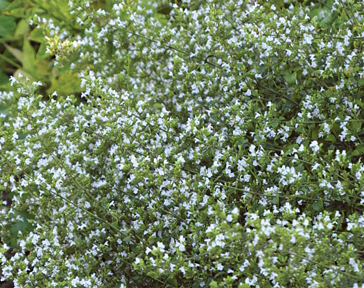 Calamint