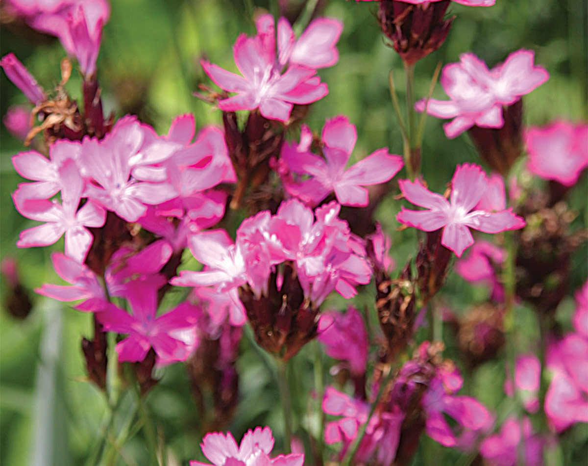 Carthusian pinks