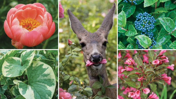 deer resistant plants
