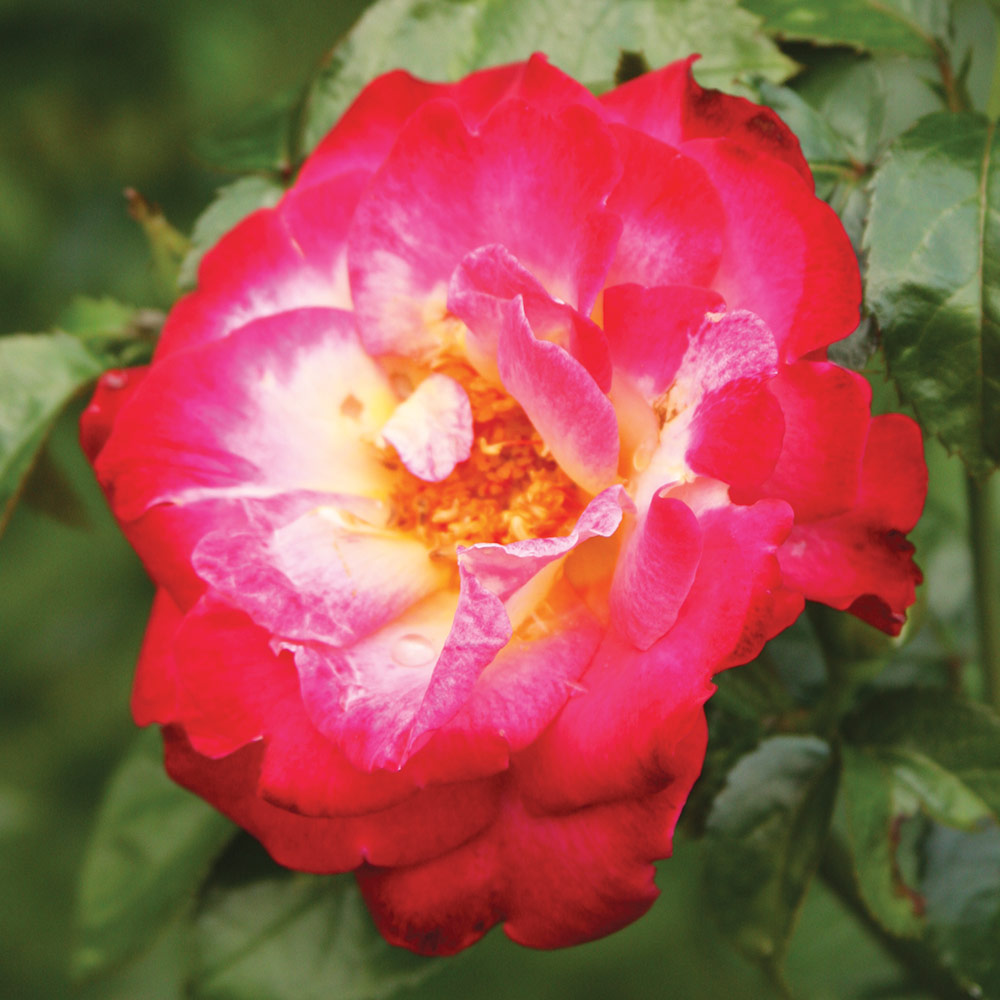close up of bright pink rose