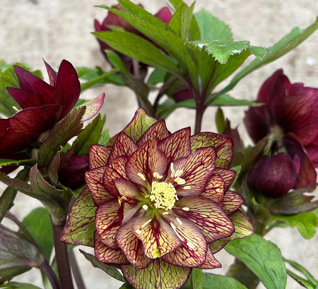 Childhood Sweetheart hellebore