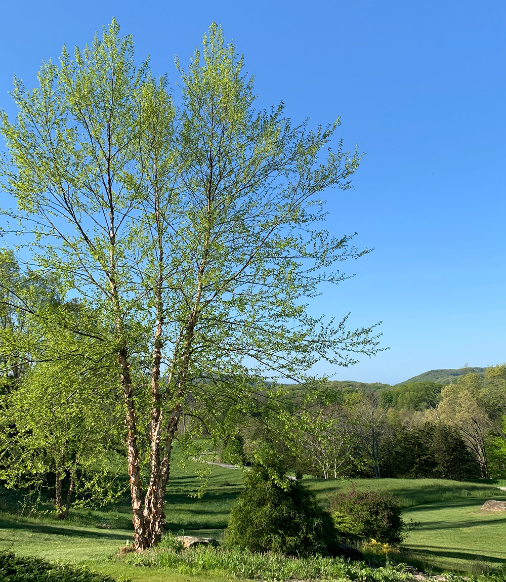 Heritage river birch