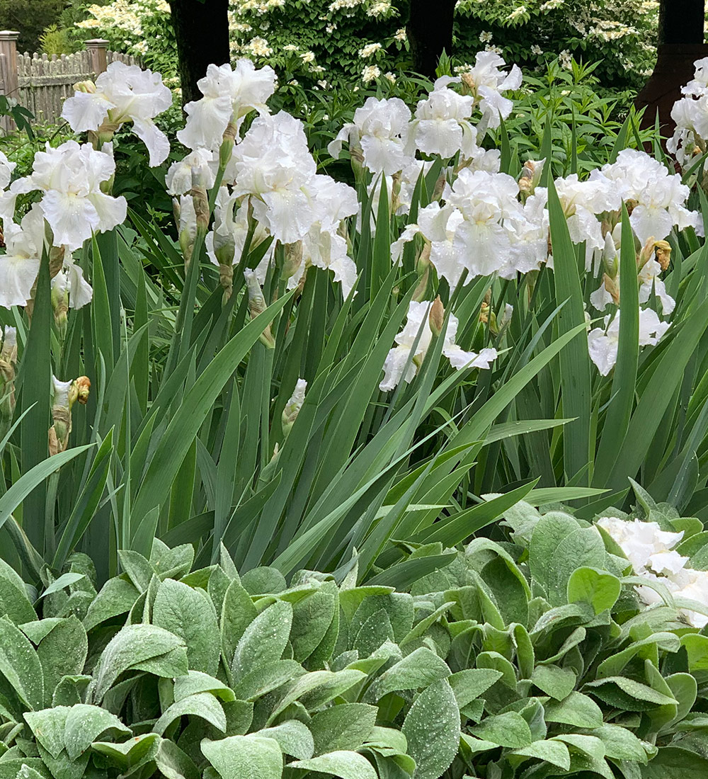 Immortality bearded iris