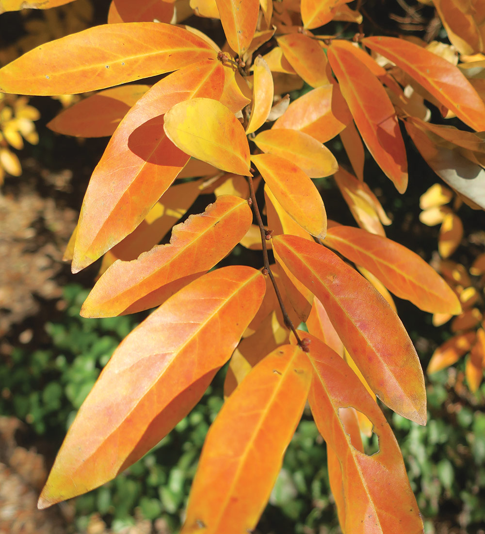 Willow-Leaf Spicebush