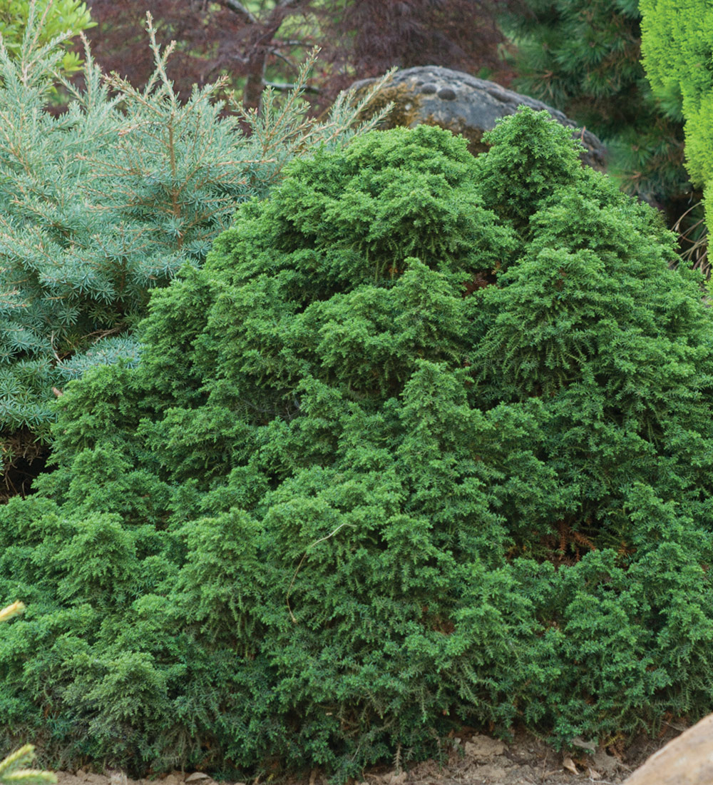 Tansu Dwarf Japanese Cedar