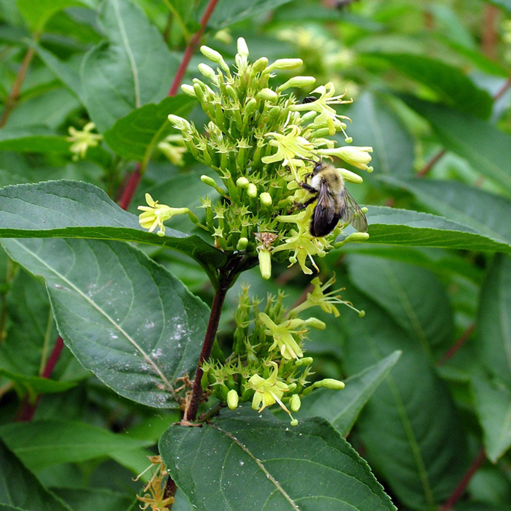 Southern bush honeysuckle close up