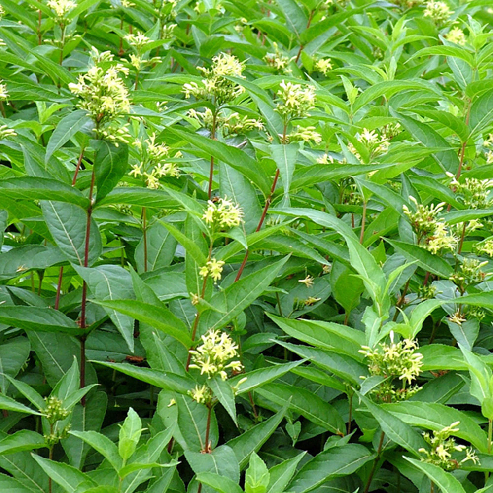 Southern bush honeysuckle