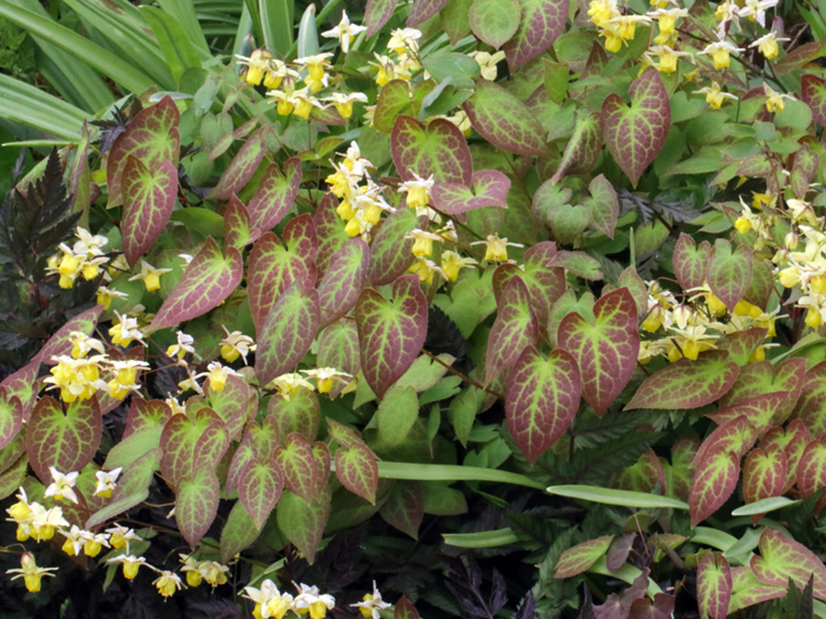 Sulphureum epimedium